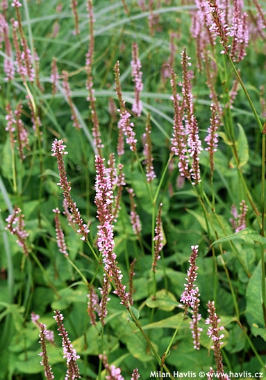 Persicaria amplexicaulis 'EARLY PINK LADY'