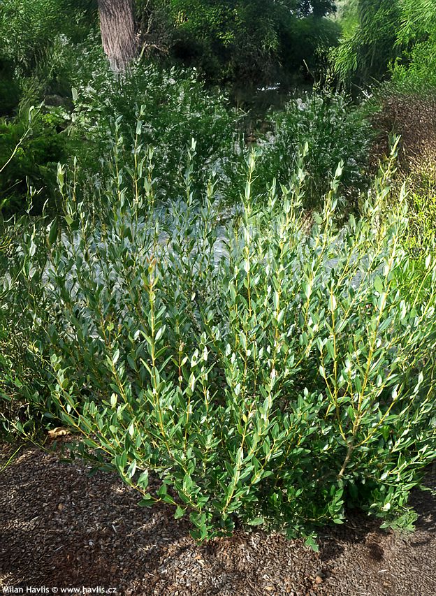 phillyrea angustifolia