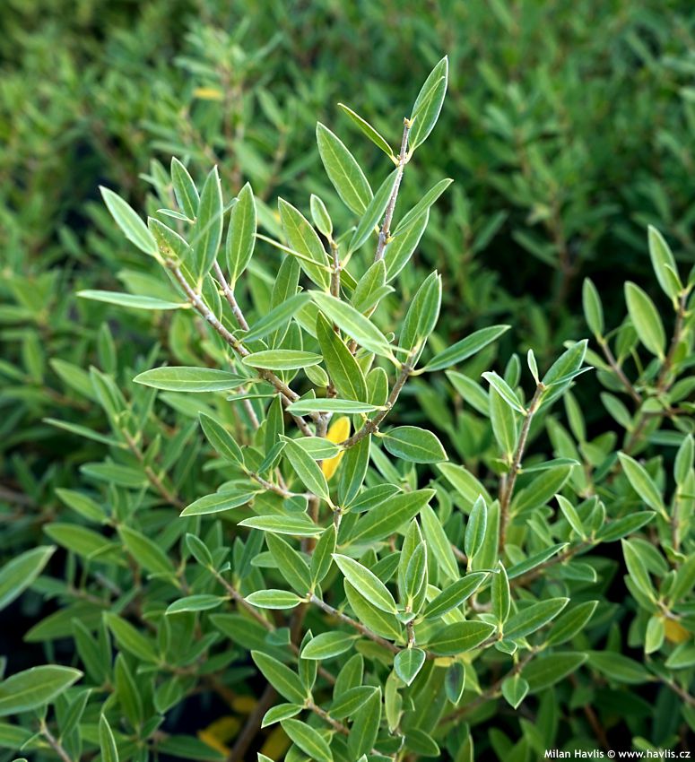 phillyrea angustifolia Green Up