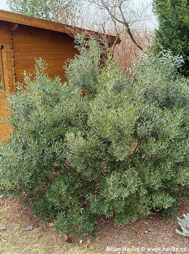 Phillyrea angustifolia 'GREEN UP'