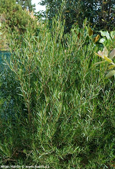 Phillyrea angustifolia f. ROSMARINIFOLIA