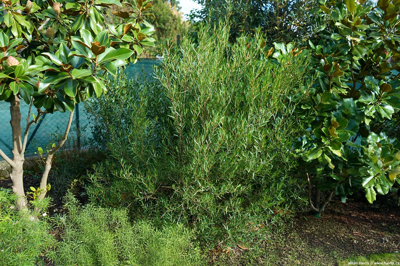 phillyrea angustifolia Rosmarinifolia