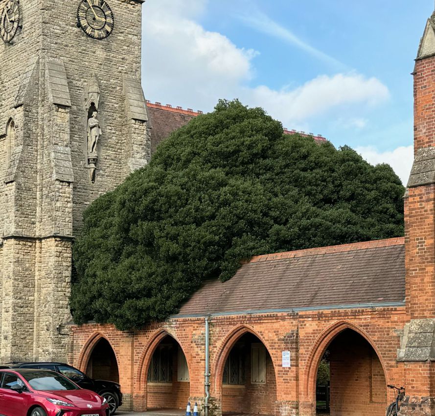 phillyrea latifolia Anglie