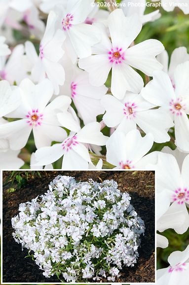 Phlox 'AMAZING GRACE'