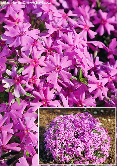 Phlox FABULOUS� DARK ROSE EYE