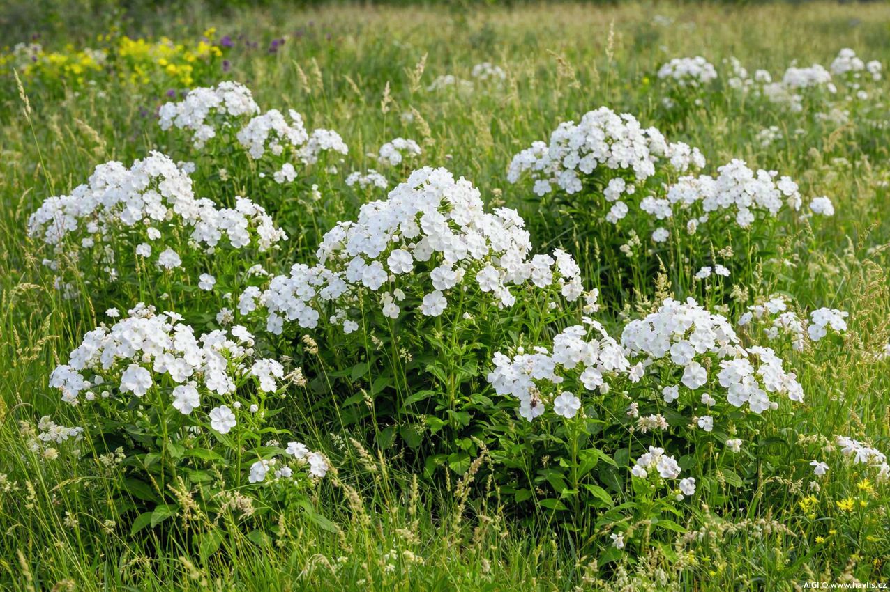 phlox Flame Pro White 2026 AIGI 1.jpg