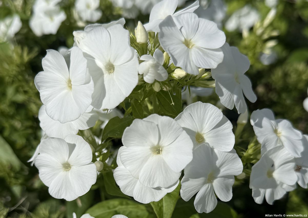 phlox Flame Pro White 2026 (1).jpg