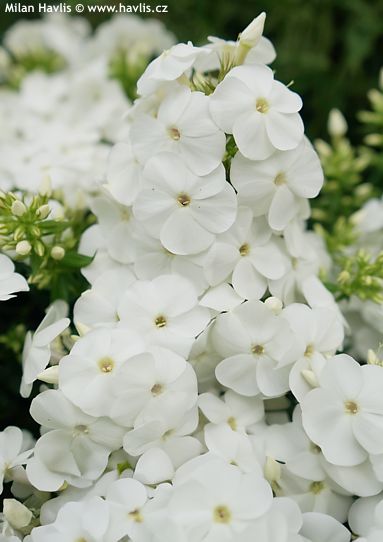 Phlox 'Ditosnow' SWEET SUMMER SNOW