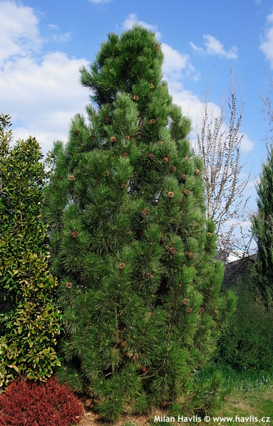 Pinus nigra 'GREEN TOWER'