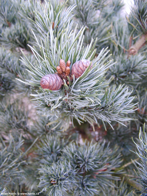 pinus parviflora Negishi