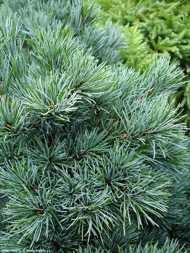 pinus parviflora Negishi