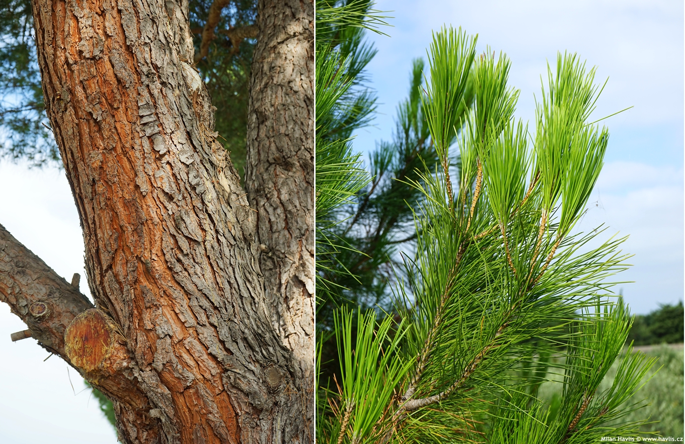 pinus pinea