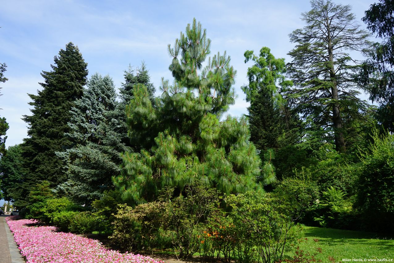 pinus pseudostrobus