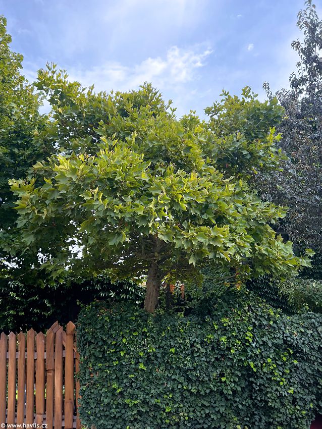 platanus x acerifolia Alphens Globe 2026 Opatrný 1 edit.jpg