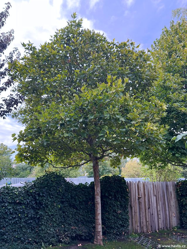 platanus x acerifolia Alphens Globe 2026 Opatrný 2 edit.jpg
