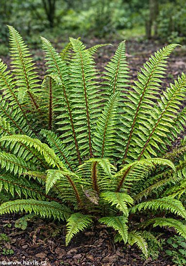 Polystichum neolobatum 