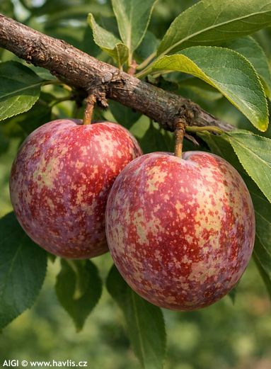 Prunus Pluot� 'DAPPLE DANDY'