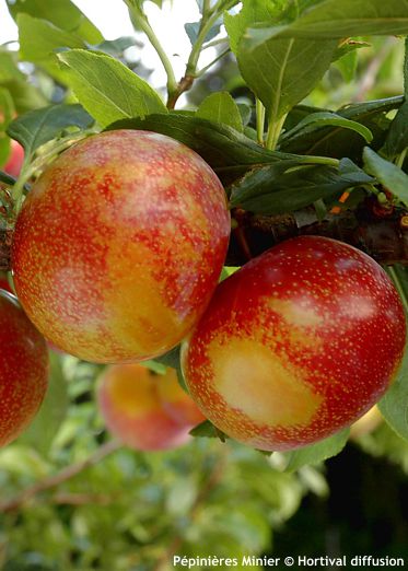 Prunus Pluot 'FLAVOR CANDY'