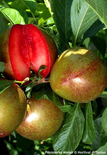 Prunus Pluot® 'FLAVOR SUPREME'®