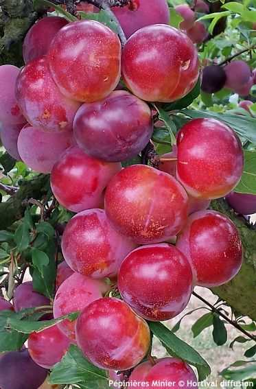 Prunus Pluot 'PINK CANDY'