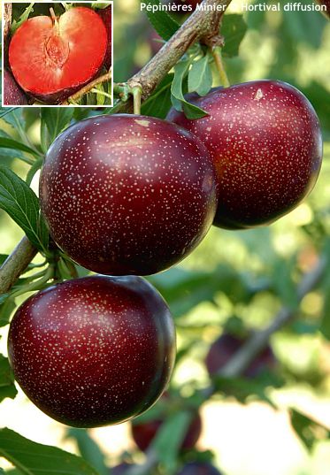 Prunus Pluot 'PURPLE CANDY'