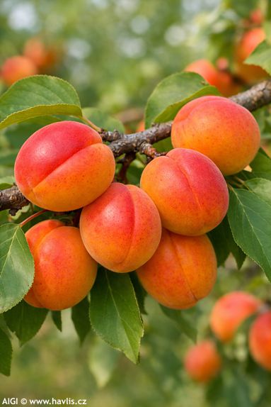 Prunus armeniaca 'FARBALY'