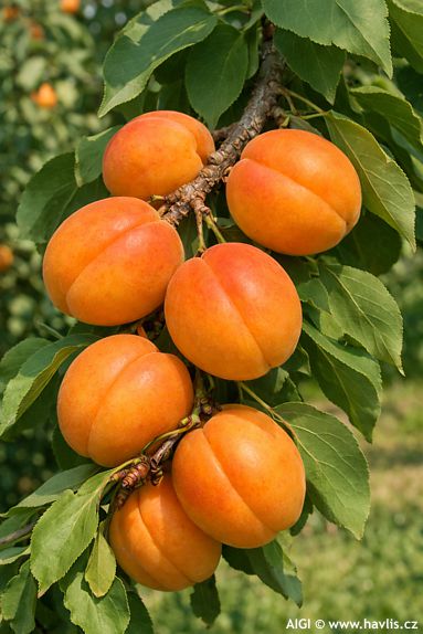 Prunus armeniaca 'GOLDRICH'
