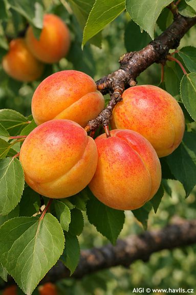 Prunus armeniaca 'MOMBACHER FR�HE'