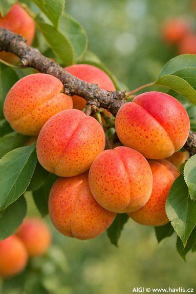 Prunus armeniaca 'ROUGE DU ROUSSILLON'