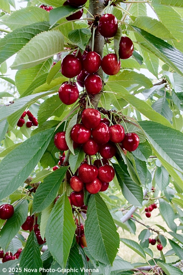 Prunus avium 'VICTORIA'