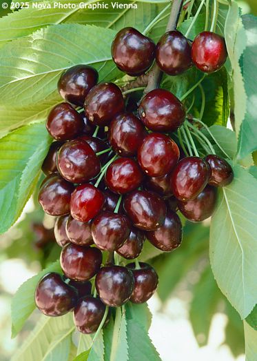 Prunus avium 'MOREL'