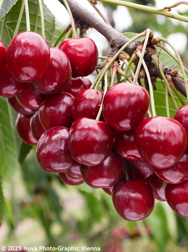 Prunus avium 'REGINA'