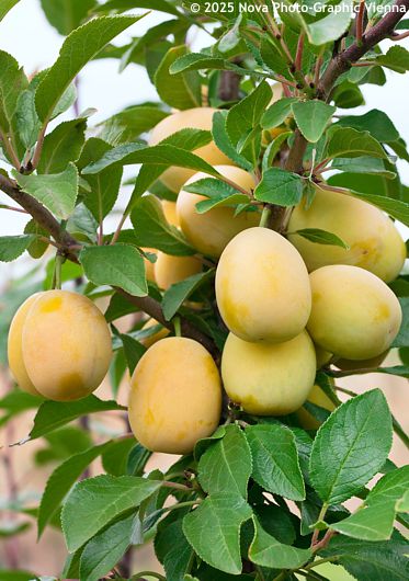 Prunus domestica 'Courod' GOLDUST