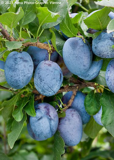 Prunus domestica 'HANNA'