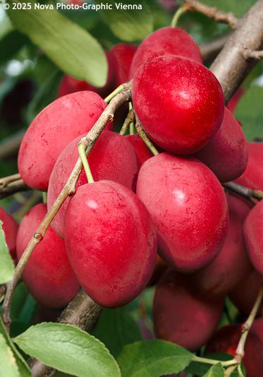 Prunus domestica ssp. syriaca 'MIRABELLE RUBY'