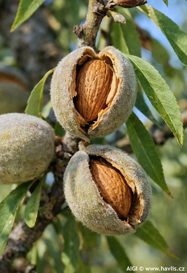 Prunus dulcis 'ROBIJN'