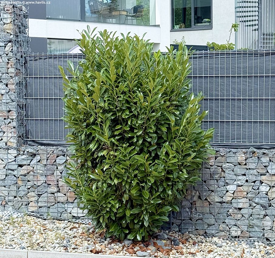 prunus laurocearasus Elly