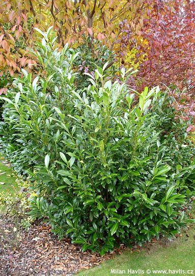 Prunus laurocerasus 'CAUCASICA'
