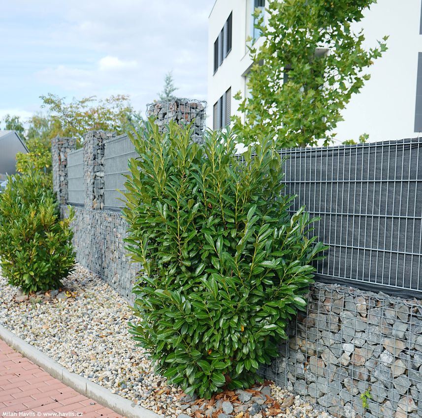 prunus laurocerasus Elly