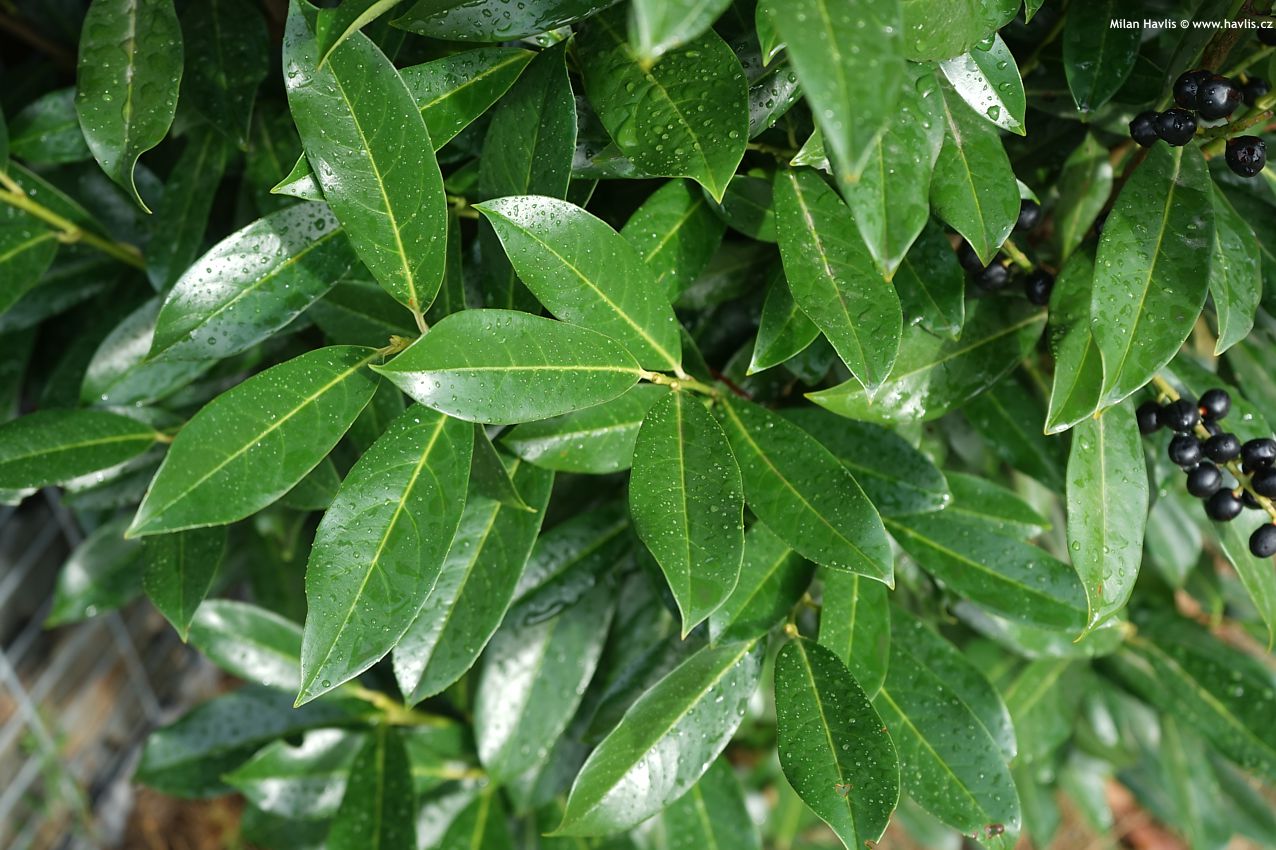 prunus laurocerasus Elly