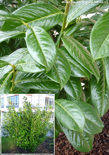 Prunus Laurocerasus Novita