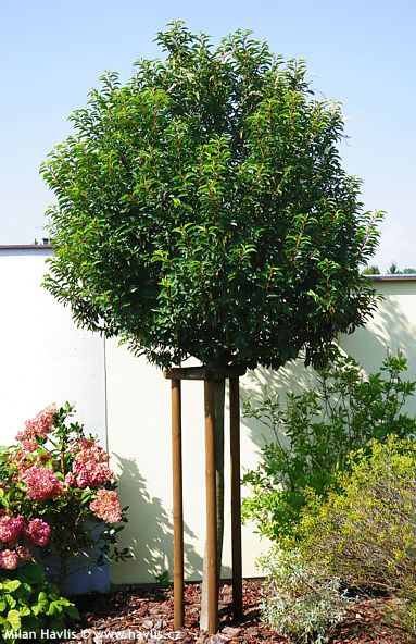 Prunus lusitanica 'ANGUSTIFOLIA'