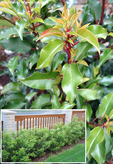 Prunus lusitanica 'BRENELIA'