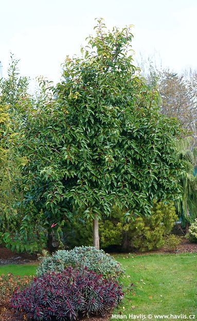 Prunus lusitanica ssp. azorica 'Ybrazo1' TICO®
