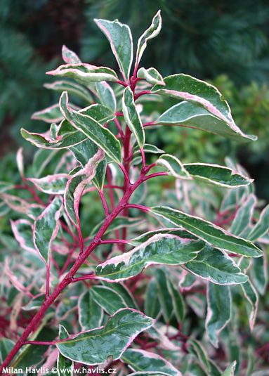 Prunus lusitanica 'VARIEGATA'