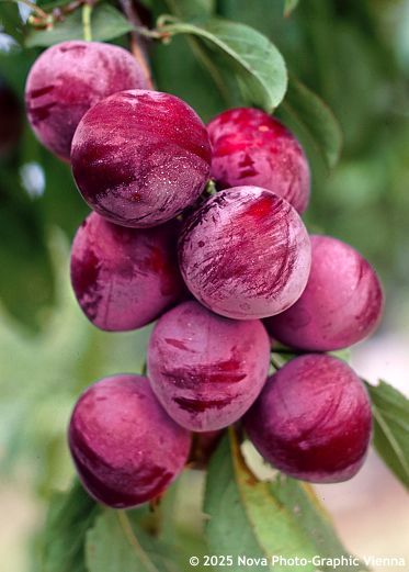 Prunus salicina 'SANGUE DI DRAGO'