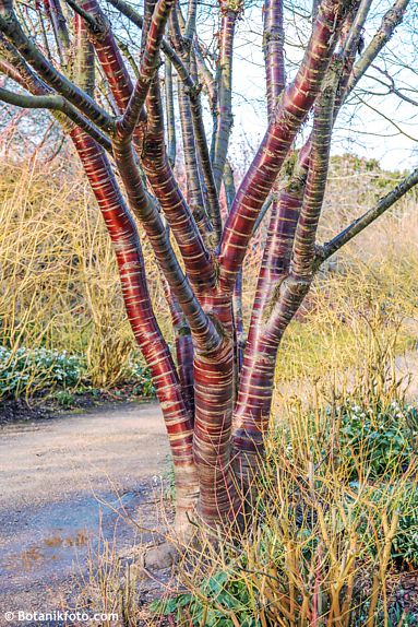 Prunus serrula
