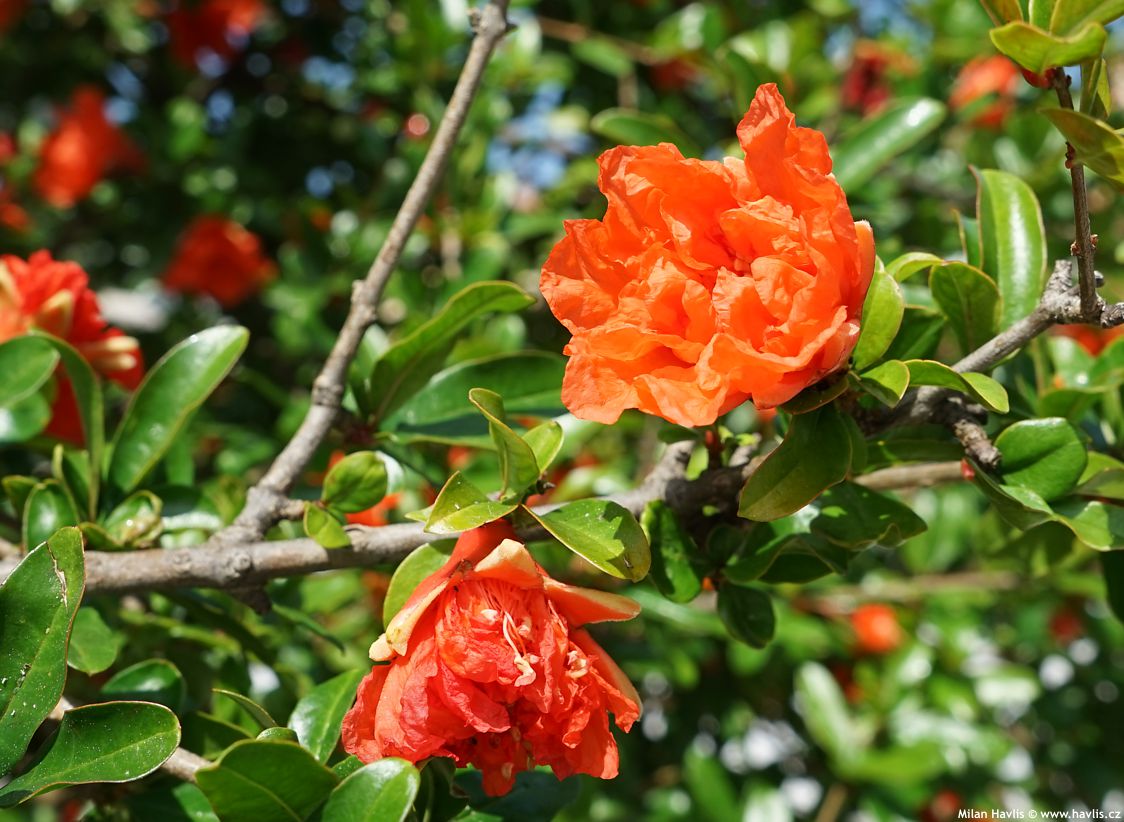 punica granatum Pleniflora