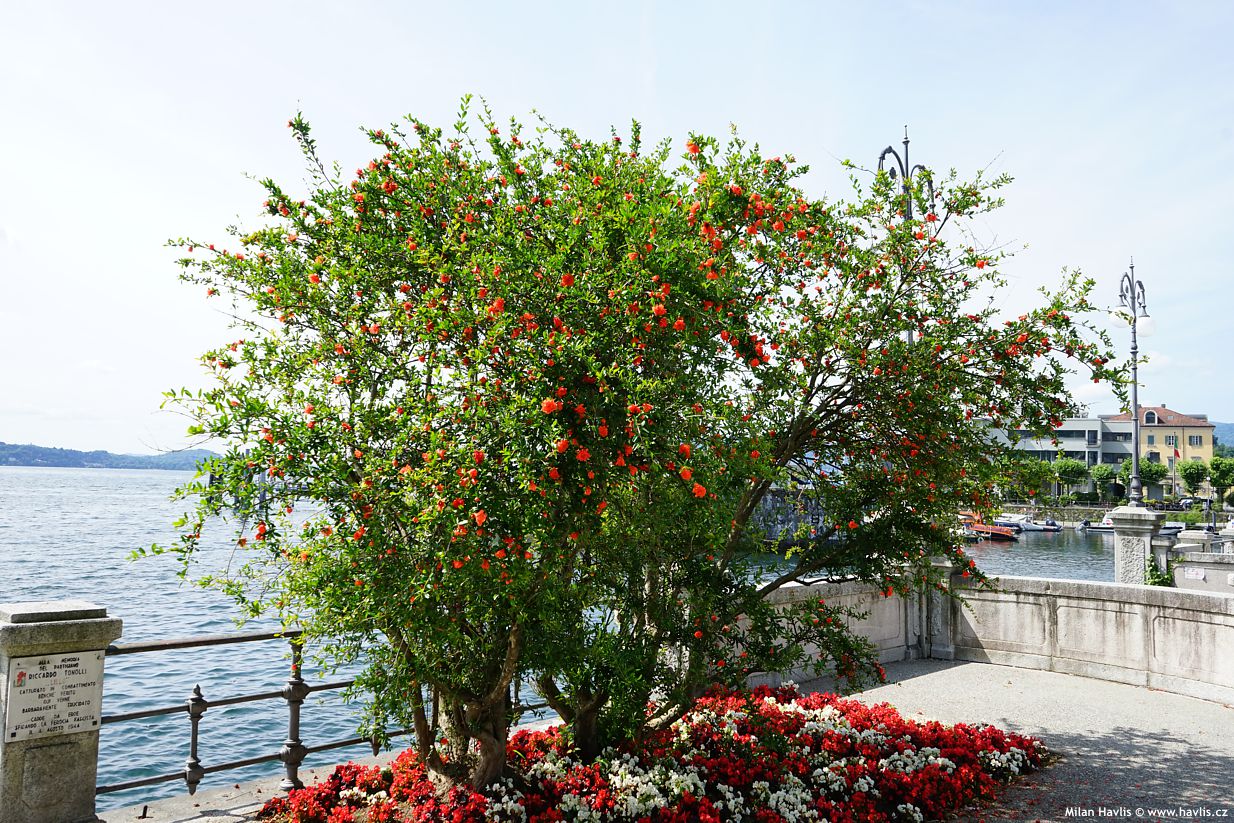 punica granatum Pleniflora