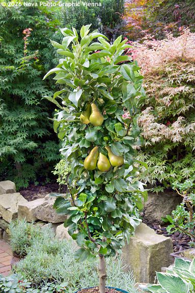 Pyrus communis SLOUPOVIT� / COLUMNAR